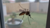 How Long Do Mosquitoes Live?