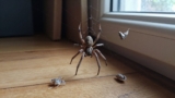 How Long Do Spiders Live in a House?