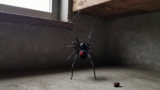 Black Widow Identification Guide
