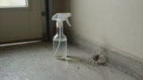 Does Vinegar Repel Spiders?