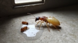 Does Vinegar Kill Termites?