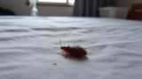 How to Wash Clothes After Bed Bugs