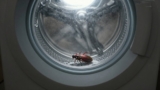 Does Washing Clothes Kill Bed Bugs?