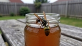 How to Keep Wasps Away From Your House