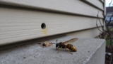How to Get Rid of Wasps in Wall Voids