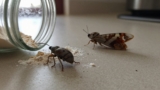 Weevils vs. Pantry Moths