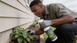 Effective Whitefly Sprays That Keep Your Plants Healthy
