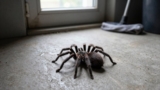 How to Get Rid of Wolf Spiders