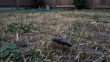 How to Get Rid of Fleas in the Yard
