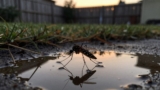 How to Get Rid of Mosquitoes in the Yard