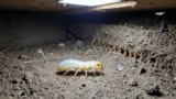 Do Termite Sprays Work?
