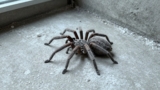 Does Diatomaceous Earth Kill Spiders?