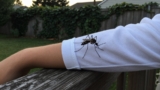 Do Mosquitoes Bite Through Clothes?